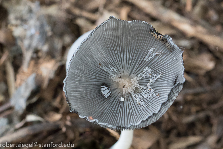 inkcap mushroom